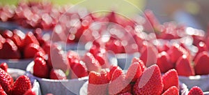 Fresh Ripe Strawberries for Sale at Farmer\'s Market Banner
