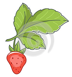 Fresh ripe strawberry plant with berry harvesting