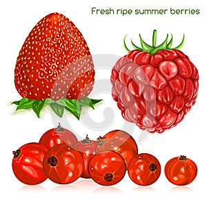 Fresh ripe summer berries.