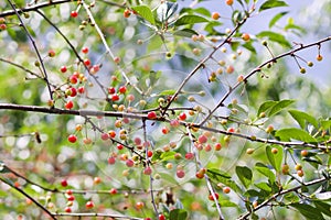 Fresh ripe summer cherries. Red berries on tree branch