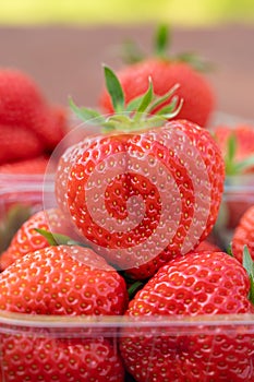 Fresh ripe sweet pink lambada strawberry in plastic boxes ready to eat