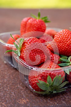 Fresh ripe sweet pink lambada strawberry in plastic boxes ready to eat