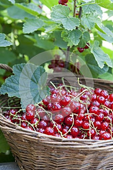 Fresh ripe sweet red currant in basket