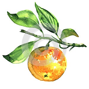 Fresh ripe tangerine, mandarin, on a branch isolated, watercolor illustration