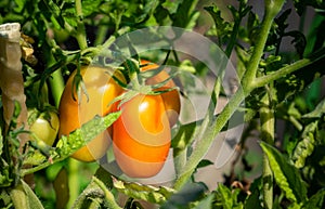 Fresh ripe tomatoes hanging on the vine plant growing in organic garden
