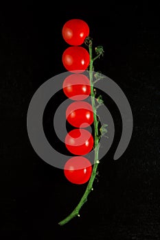 Fresh, ripe tomatoes in a row on a stick, studio shoot