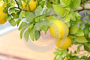 Fresh ripe trifoliate oranges growing on tree outdoors, closeup