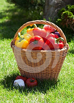 Fresh ripe vegetables in the basket