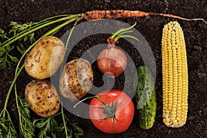 Fresh ripe vegetables on the soil