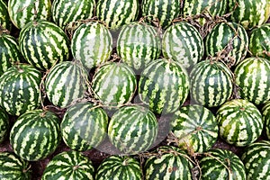 Fresh and ripe watermelons