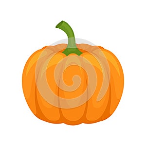 Fresh ripe whole pumpkin vector Illustration on a white background