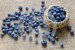 Fresh ripe whortleberries on sackcloth