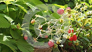 Fresh ripe wild strawberries in the homemade garden in HD VIDEO