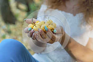 Fresh ripe yellow small apples lie in women`s palms. New harvest of fruits.