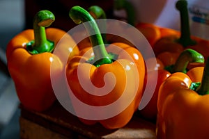 Fresh ripe yellow sweet bell paprika close up, new harvest