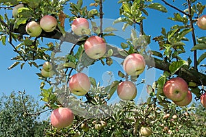 Fresh ripen apples on branch tree photo