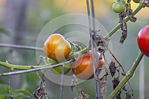 Fresh ripen Tomatoes on the plant