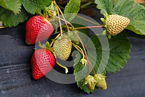 Fresh Ripening Cultivated Strawberry Fruit (Fragaria x ananassa)