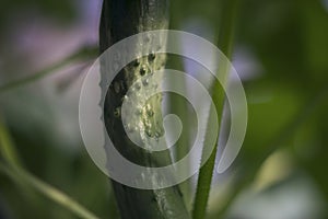 Fresh and ripening green long cucumber