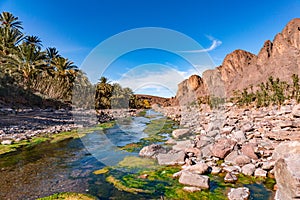 Fresh river in Beautiful Desert oasis nature landscape in Oasis De Fint near Ourzazate in Morocco, North Africa