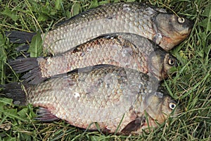 Fresh river fish carp on green grass