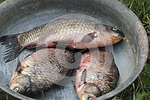 Fresh river fish carp in iron pelvis