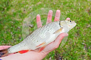 Fresh river fish chub, blured background