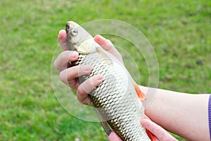 Fresh river fish chub, blured background