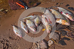 Fresh river fish lies on the sandy bank of the city river