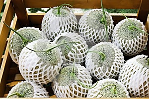Fresh rock melon or cantaloupes melons , green melon nets group in brown wood box