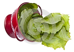 Fresh Romaine Lettuce