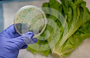 Fresh Romaine lettuce with E coli culture plate