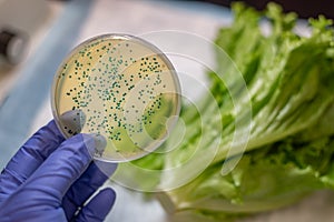 Fresh Romaine lettuce with E coli culture plate photo