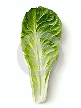 Fresh Romaine Lettuce ean Leafy Vegetable Isolated on White photo