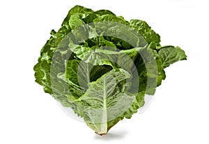Fresh roman lettuce on white background