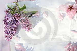 Fresh, romantic lilac branches on white subtle background