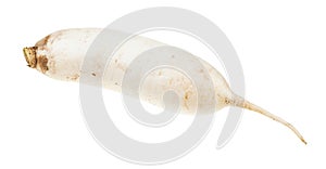 Fresh root of Daikon long white radish isolated