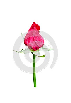Fresh rose bud bright colorful red petal flower begin blooming in vertical with green stem patterns  on white background