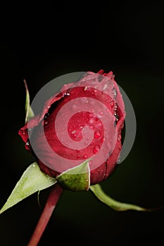 Fresh rose bud with dew drops