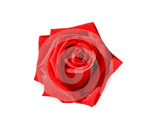 Fresh rose flower colorful bright red petal blooming top view  isolated on white background , clipping path