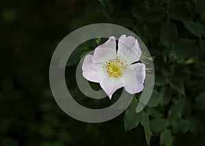 Fresh rose flower with dark background