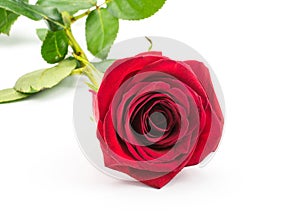 Fresh rose flower isolated on white