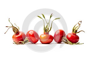 Fresh rose hips from Rosa Rugosa on white background