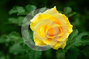 Fresh rose plant with yellow flower in green garden