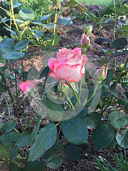 A fresh rose from rural East Texas