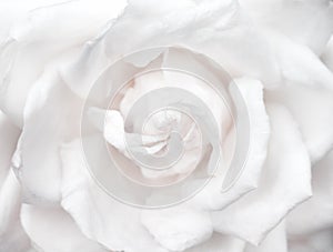 Fresh rose sweet light white petal flower patterns blooming for valentine day or wedding natural background