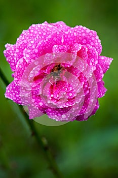 Fresh rose with waterdrops