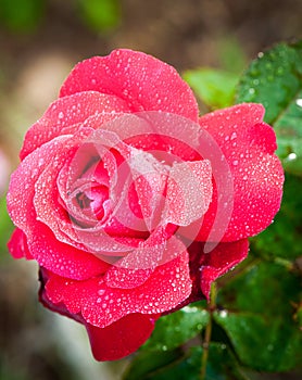 Fresh rose with waterdrops