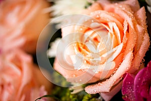 Fresh rose with waterdrops