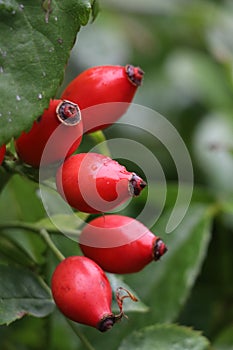 Fresh Rosehips growing on a bush